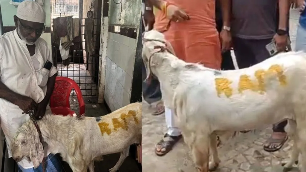 महाराष्ट्र: बकरे के ऊपर 'राम' नाम लिखकर बेचने की कोशिश, पुलिस ने मोहम्मद शफी शेख को किया गिरफ्तार