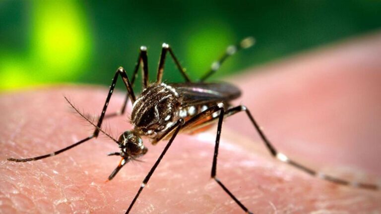 Dengue outbreak in Kolkata metropolis, 112 cases in six months