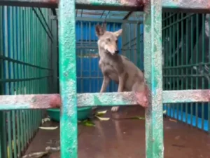 7 Killed in 47 Days: Forest Teams Capture Killer Wolf in Uttar Pradesh’s Bahraich