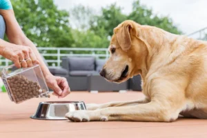 Healthy Dog, Happy Life: Nutrition, Exercise, and Grooming Tips